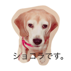 SHOKORA dog 2