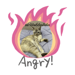 Sorry Rrrrr Rrrrr_20210426183229 – LINE stickers | LINE STORE