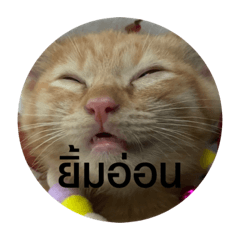 Meowmeow_20210426215720