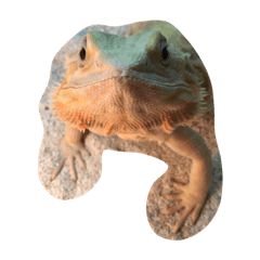 Central bearded dragon fu-chan