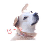 komugistamp