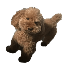 Koko_20210427221015