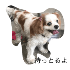 Dog a voice