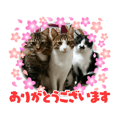 YAYOI_20210427201846