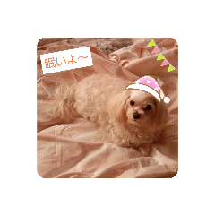 cherry_20210427234100