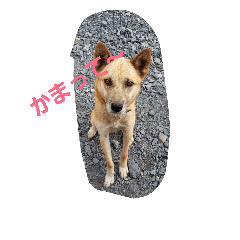 Dog of the house