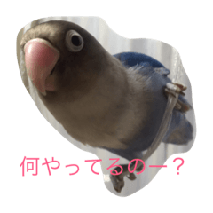 blue button parakeet