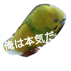 bird puipui