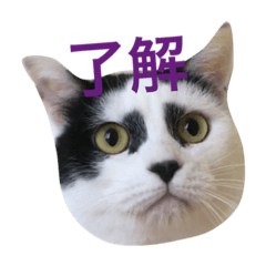 歌舞伎顔のカブキくん Line スタンプ Line Store 歌舞伎顔のカブキくん Line スタンプ Line Store