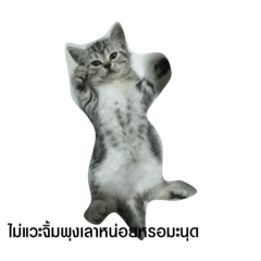 Meowmeow_20210427142432