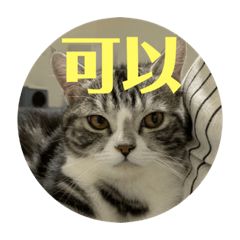牙齒九陶寶貝2.0