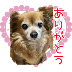 CIWAKKUSU CHOCOKUN Sticker