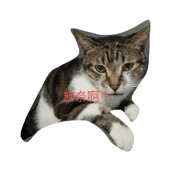 貓咪一直貼圖2