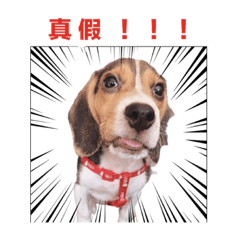 Beagle-Milu Daily