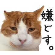 I am a cat.Thank you.17
