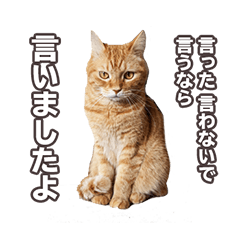 red tabby cat brother"oiboi"2
