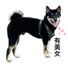 black shiba soju n his friend