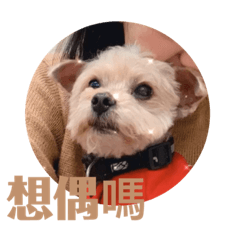 五花Gi喝可樂跟黑狗兄