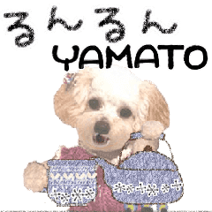 toy poodle"LUNLUN"-For YAMATO-
