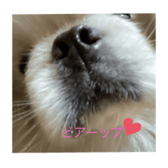 Sayuri_20210428202557