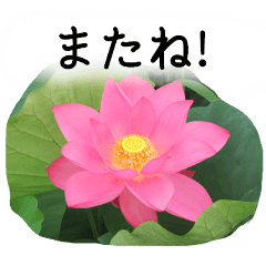 A floral message! Lotus