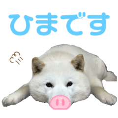 北海道犬くまの日常４