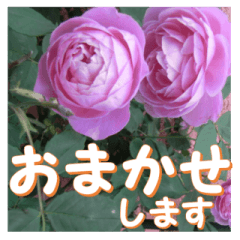 Greetings message of the rose_LV_J