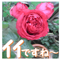 薔薇の花♡RPdR2・挨拶メッセージ