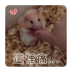 蠢鼠可愛的呆萌仔