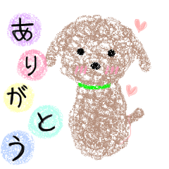 Bee-chan of Toy Poodle. no2