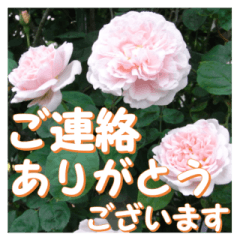 薔薇の花♡ME2_挨拶メッセージ