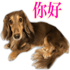 sooo pretty dachshunds Chinese Ver.