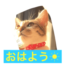 A cat named Harukasu