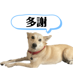 奶茶公主之台語系列