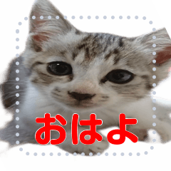 ニャン太スタンプ1 - LINE スタンプ | LINE STORE