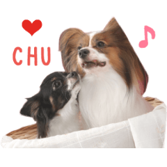 Real DOG Papillon & Chihuahua2
