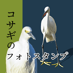 Little egrets photo sticker