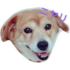 The family likes everyone dog. Sakura