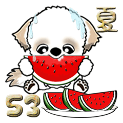 シーズー犬53『夏』