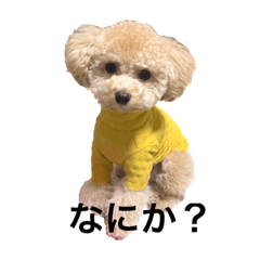 Cute Kate and Tsuki poodle and yorkie