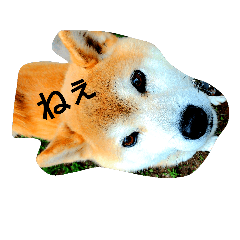 Shiba dog sora