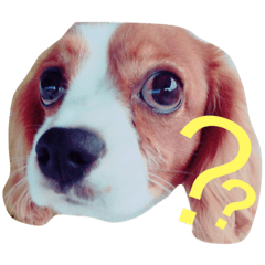 cavalierkun