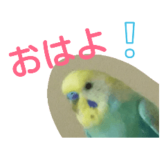 かわいいセキセイインコのピーコ Line スタンプ Line Store かわいいセキセイインコのピーコ Line スタンプ Line Store