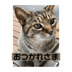 Akito_2021cat3