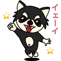 Black Chihuahua Cocoro Advance