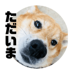 orange_20210429142259