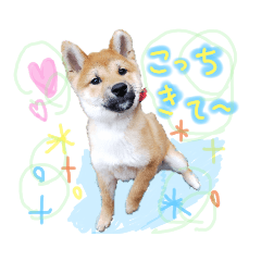 A cute sticker of Shiba Inu Kutan!