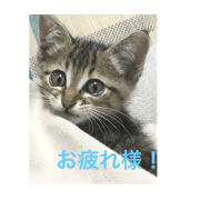 MOKAsticker1