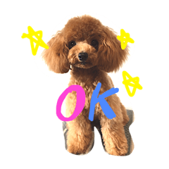 toy poodle wan wan