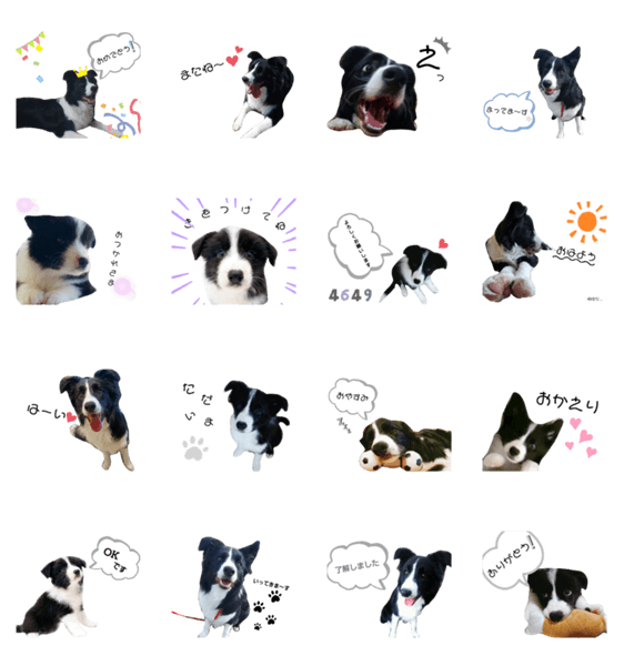 ボーダーコリー 毎日使える可愛いスタンプ Lineクリエイターズスタンプ Stamplist